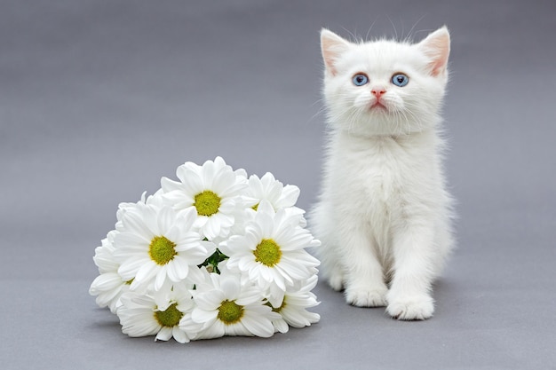 Chaton et marguerites britanniques blancs