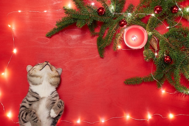 Chaton mignon couché et regardant l'arbre de Noël avec des boules rouges et des lumières