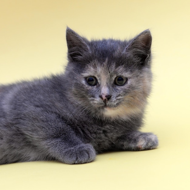 Chaton Mignon Avec La Couleur D Ecaille De Tortue Photo Premium