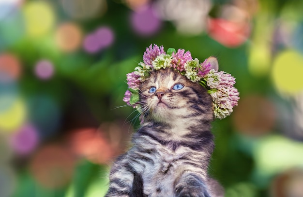 Chaton mignon couronné d'un chapelet de trèfle