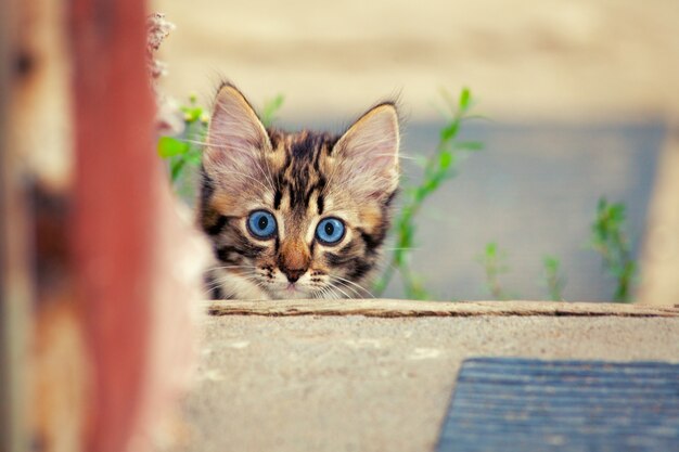 Chaton mignon dans la cour