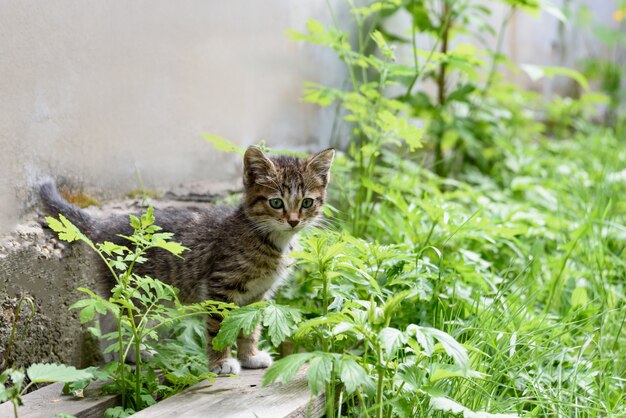 Chaton mignon dans l'herbe verte