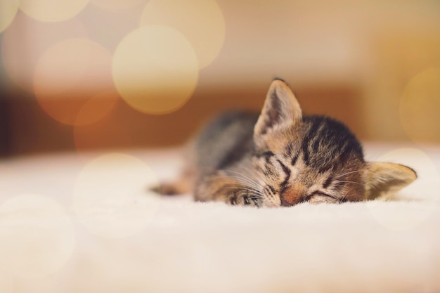 Chaton mignon dormant sur le lit