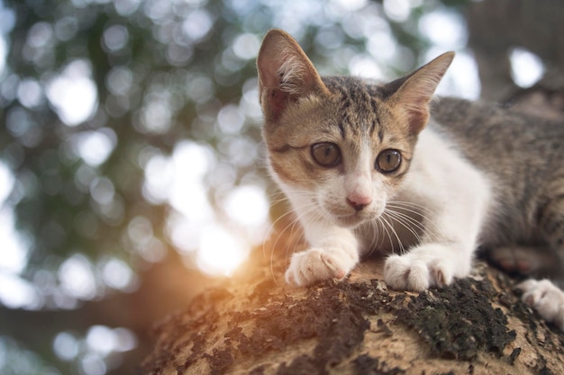 Le chaton mignon est coincé sur l'arbre