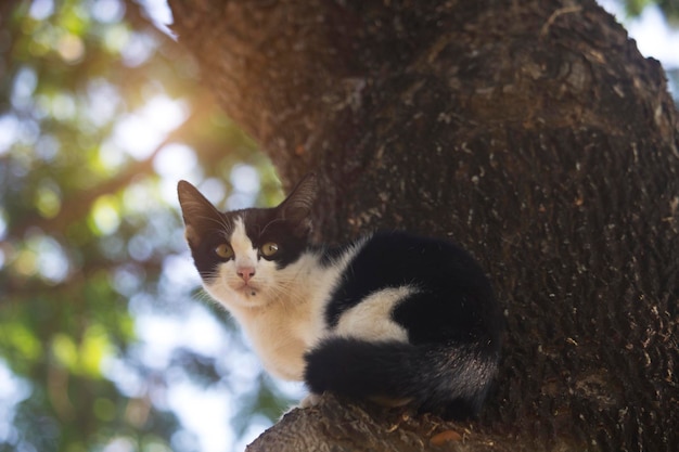 Le chaton mignon est coincé sur l'arbre