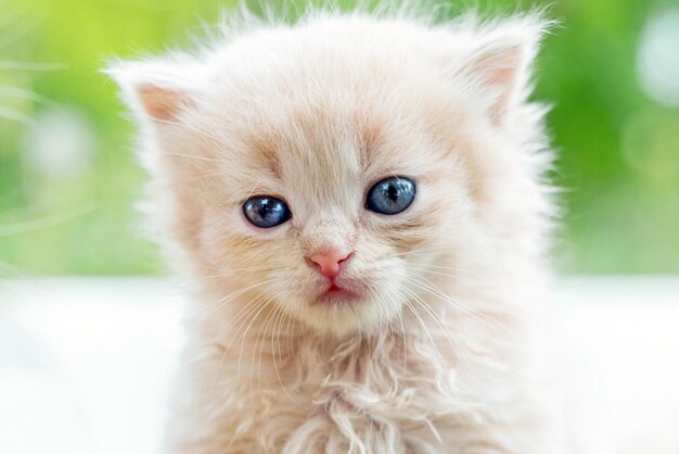 Chaton mignon avec une fourrure légère dans le jardin sur un fond flou portrait d'un chaton