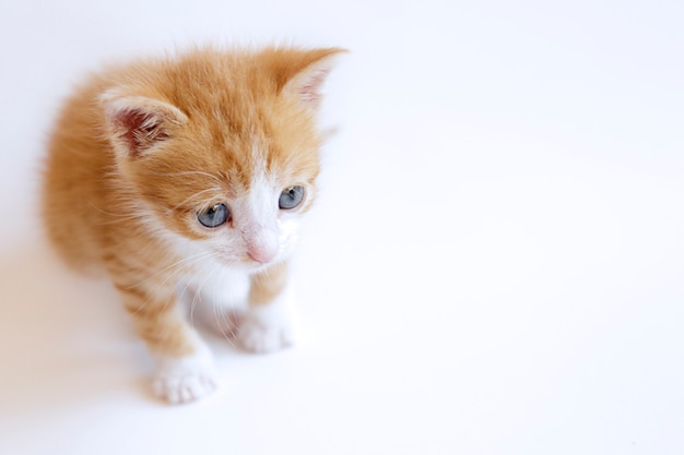 Chaton mignon de gingembre sur un blanc