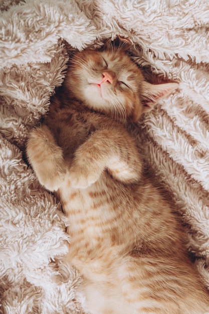 Le chaton mignon de gingembre dort