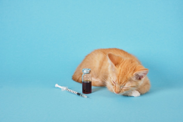 Chaton mignon de gingembre, seringue d'insuline et médecine dans la bouteille d'injection sur le fond bleu, espace de copie de concept de vaccination animale