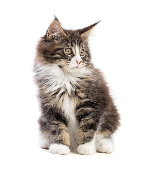 Chaton mignon Maine coon