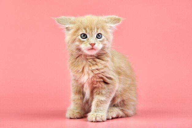 Chaton mignon Maine coon