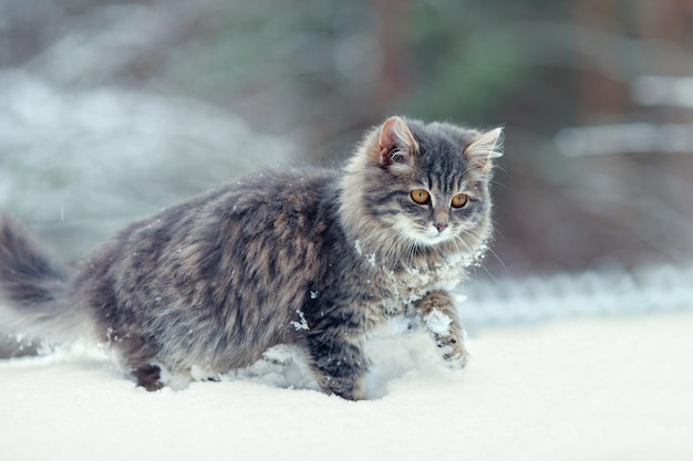 Chaton mignon marchant dans la neige en hiver