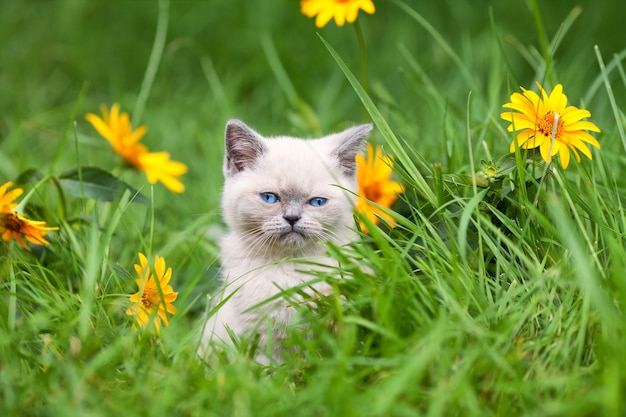 Chaton mignon marchant dans la pelouse de fleur