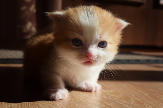 Chaton mignon moelleux