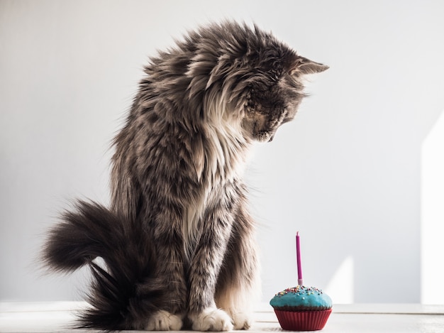 Chaton mignon et un petit gâteau de fête