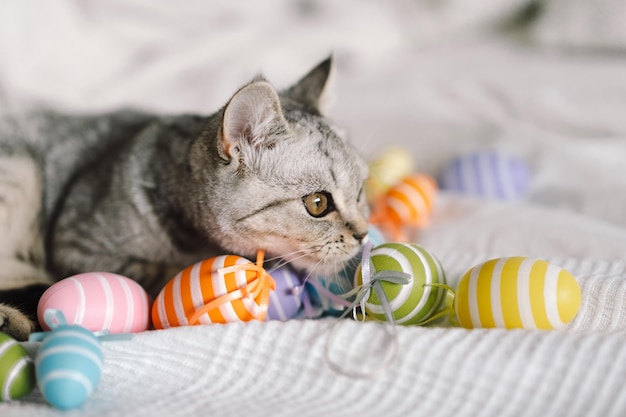 Chaton mignon de la race droite écossaise jouant avec des oeufs de pâques multicolores à la maison