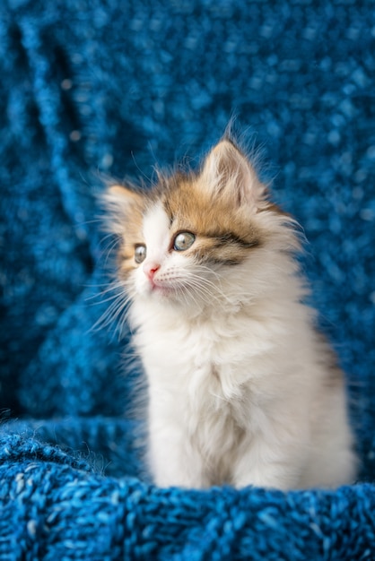 Photo chaton mignon regarde avec étonnement sur bleu