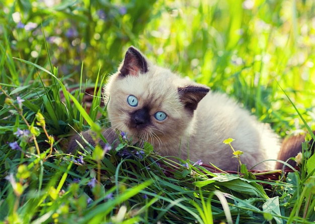 Chaton mignon reposant sur l'herbe