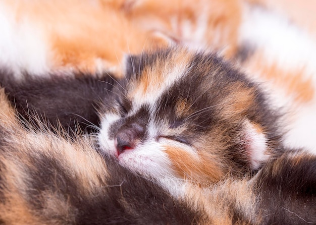 Un chaton mignon et sa mère