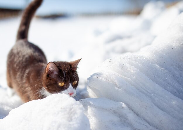 Chaton mignon se promène dans la neige en hiver. Un chat brun se fraye un chemin à travers les congères. L'animal marche sur la neige blanche en hiver.