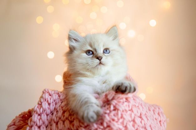 Chaton mignon se reposant sur le fond d'une guirlande de nouvelle année de Noël