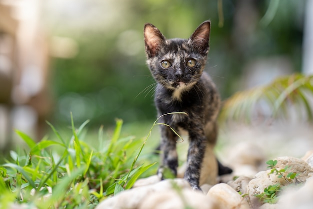 Chaton de modèle de tigre marchant au champ