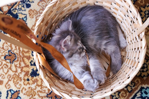 Chaton moelleux gris dans un panier gros plan