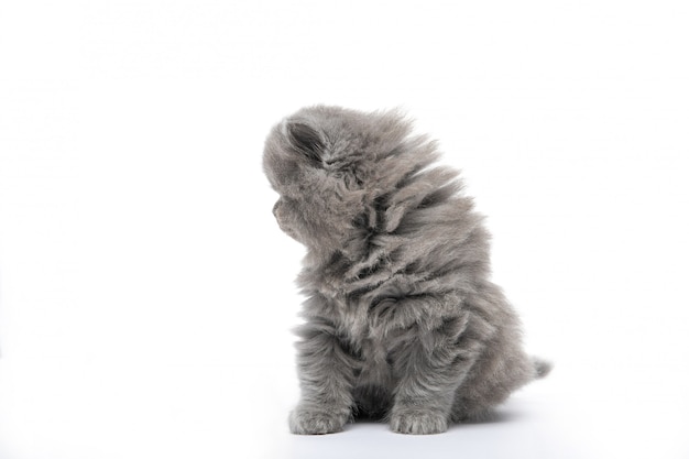 Chaton moelleux noir. Sur un blanc isolé