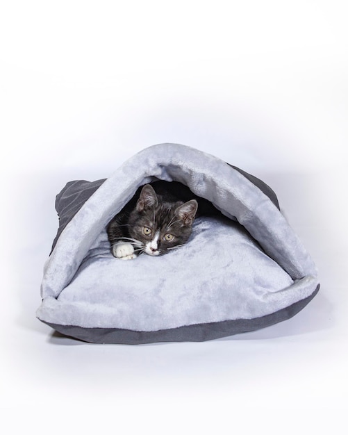 chaton moelleux avec oreiller accessoire pour animaux de compagnie