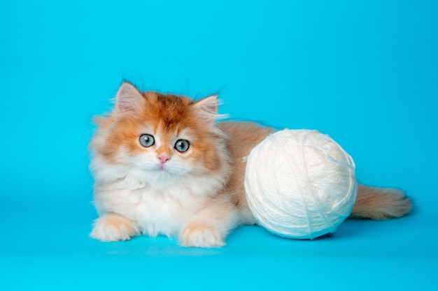 Chaton moelleux avec une pelote de fil sur fond bleu