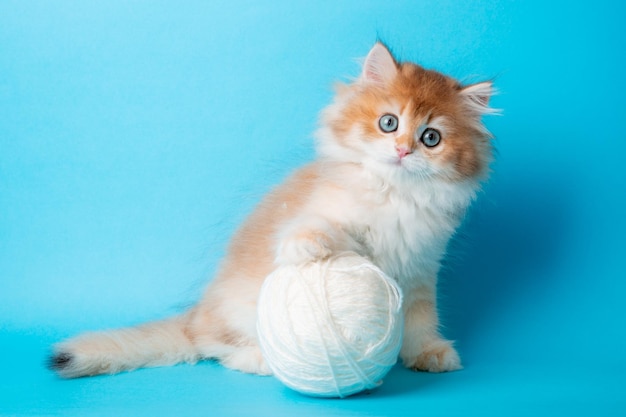 Chaton moelleux avec une pelote de fil sur fond bleu