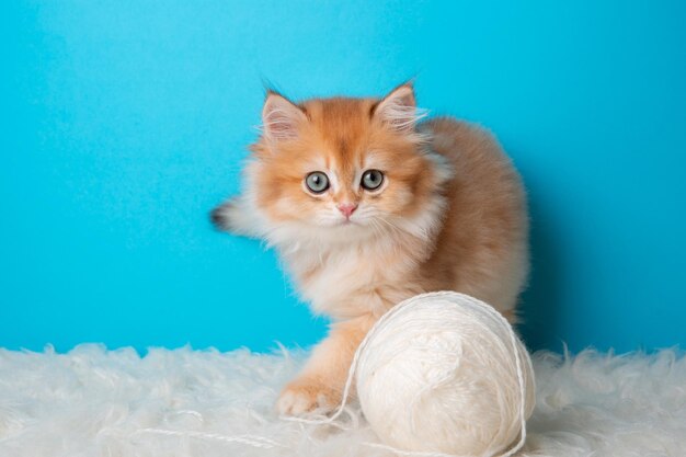 Chaton moelleux avec une pelote de fil sur fond bleu