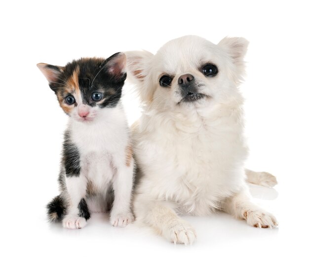 chaton moggy et chihuahua