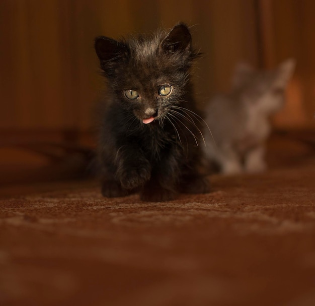 Chaton multicolore assis dans un panier De beaux chatons jouent avec un jouet de souris Chatons de chatte de bébé jouant