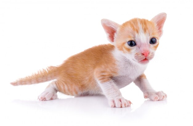 Chaton sur mur blanc