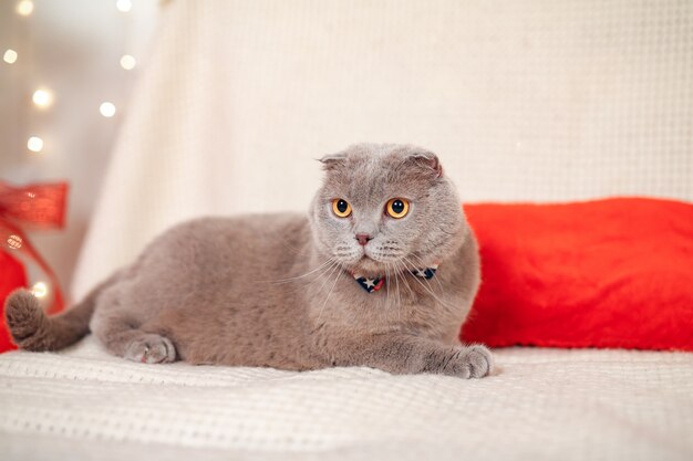 Chaton de Noël droit écossais