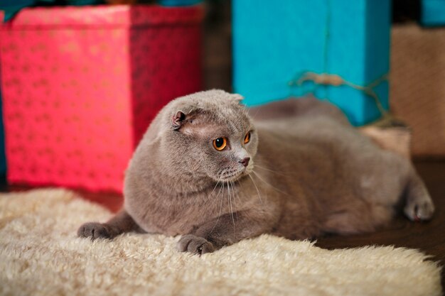 Chaton de Noël droit écossais