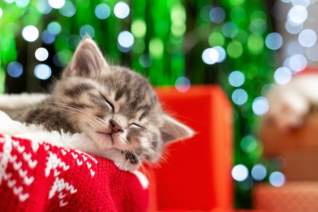 Chaton de Noël endormi