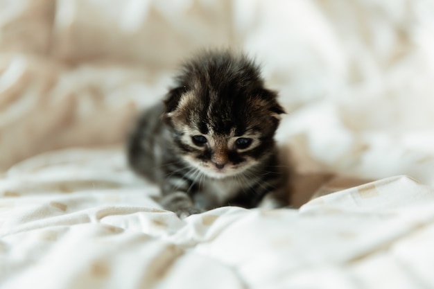 Chaton noir de 1 mois sur une couverture.