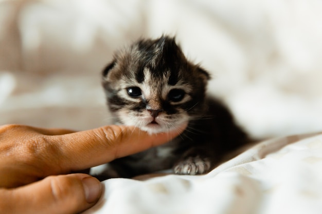 Chaton noir de 1 mois sur une couverture.