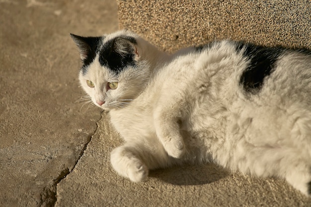 Chaton noir et blanc allongé sur le sol tout en profitant de la chaleur qui vient du soleil.