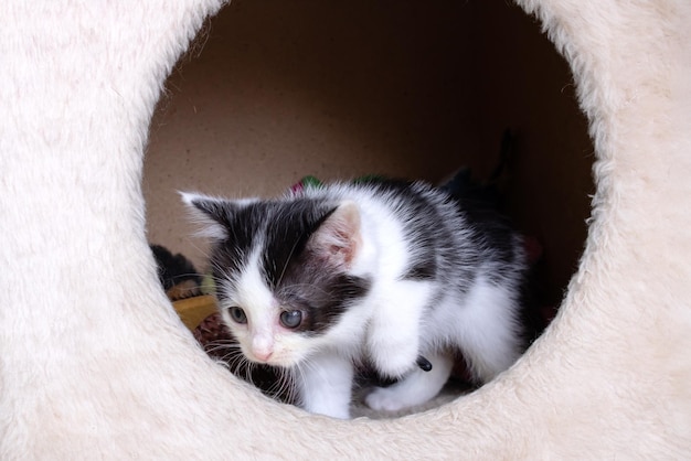 Chaton noir et blanc jetant un coup d'oeil hors de la maison