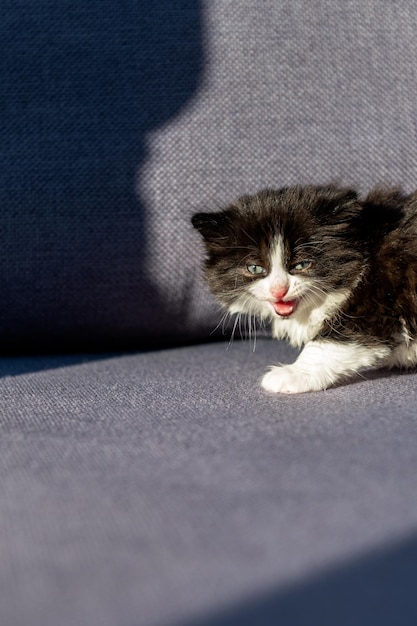 Chaton noir et blanc mignon