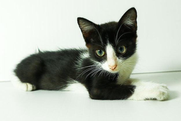 Un chaton noir et blanc avec des yeux verts sur un sol en bois blanc