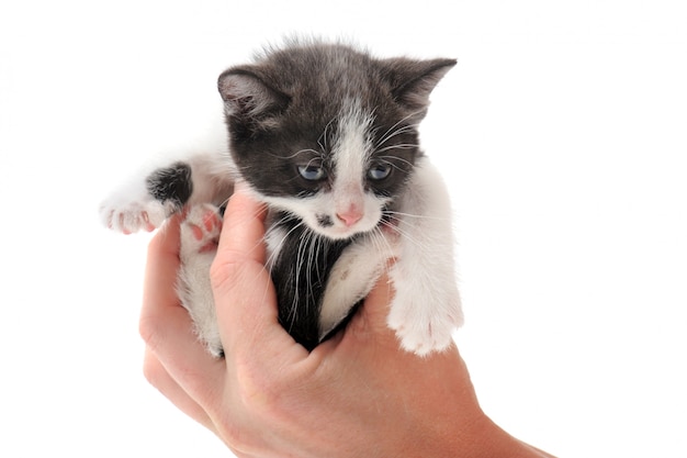 Chaton noir et blanc