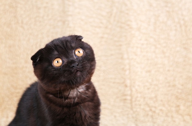 Chaton noir British shorthair aux yeux jaunes