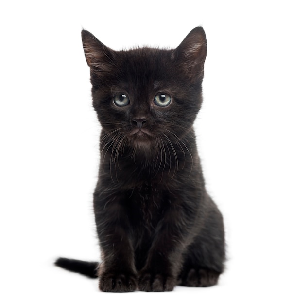 Chaton noir devant un mur blanc