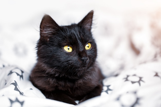 Un chaton noir est allongé sur le canapé horizontal.