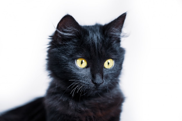 Un chaton noir est allongé sur le canapé horizontal.