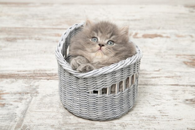 Chaton noir mignon dans un panier